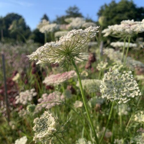Wilde peen bloemzaden