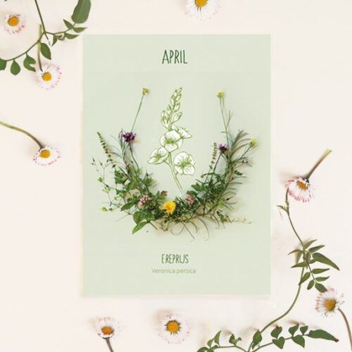 Maandbloem kaart April