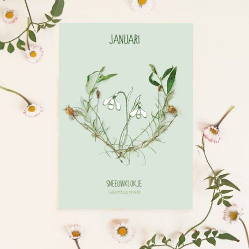 Maandbloem kaart Januari