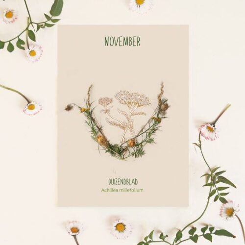 Maandbloem kaart November