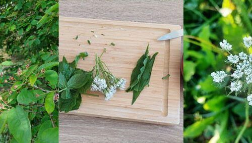 Wildplukwandeling | tickets